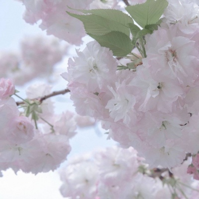 Furry插画风格打造Furry群